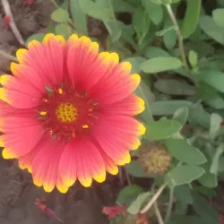 Historical Sites Around Muktsar - Sri Muktsar Sahib