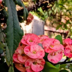 Dutch Garden - Surat