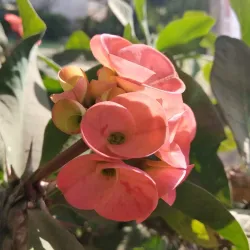 Dutch Garden - Surat