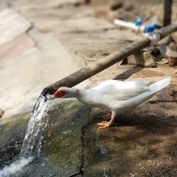 Sarthana Nature Park and Zoo - Surat