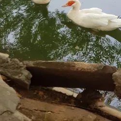 Sarthana Nature Park and Zoo - Surat