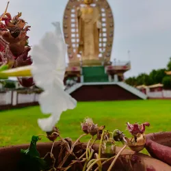 Buddha Garden - Tehri Garhwal