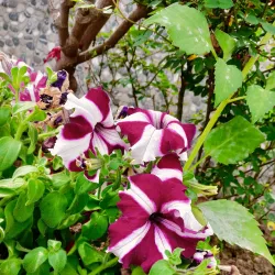 Buddha Garden - Tehri Garhwal