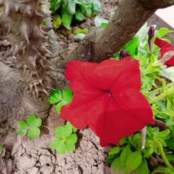 Buddha Garden - Tehri Garhwal