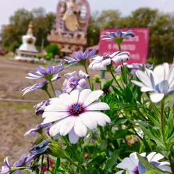 Buddha Garden - Tehri Garhwal