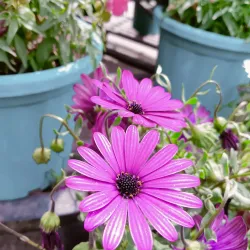 Buddha Garden - Tehri Garhwal