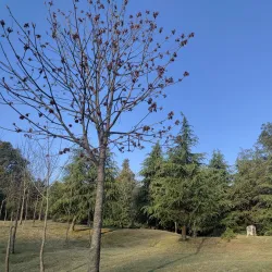 Deoria Tal - Tehri Garhwal