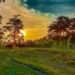 Bhomoraguri - Tezpur