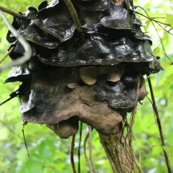 Shilonda Trail - Thane