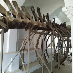 Saraswathi Mahal Library - Thanjavur