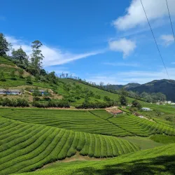 Meghamalai (High Wavy Mountains) - Theni