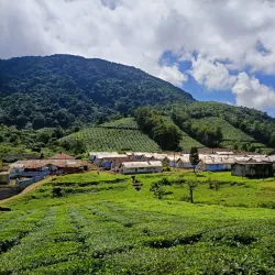 Meghamalai (High Wavy Mountains) - Theni