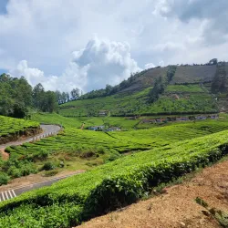Meghamalai (High Wavy Mountains) - Theni