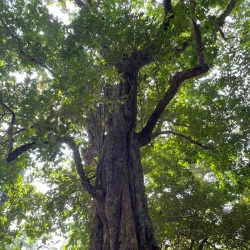 Suruli Falls - Theni