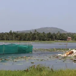 Vellayani Lake - Thiruvananthapuram