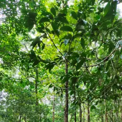 Athirappilly Waterfalls - Thrissur