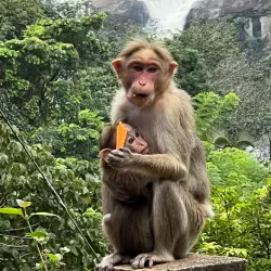 Athirappilly Waterfalls - Thrissur