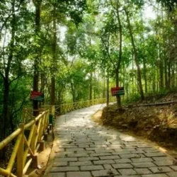 Athirappilly Waterfalls - Thrissur