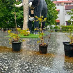 Guruvayur Temple - Thrissur