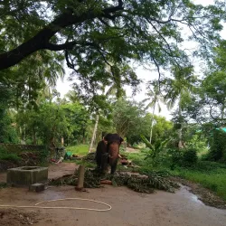 Punnathur Kotta Elephant Sanctuary - Thrissur