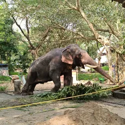 Punnathur Kotta Elephant Sanctuary - Thrissur