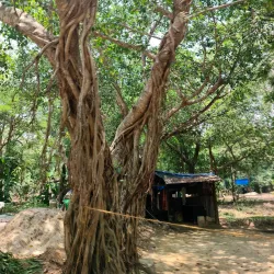 Punnathur Kotta Elephant Sanctuary - Thrissur