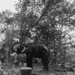 Punnathur Kotta Elephant Sanctuary - Thrissur