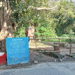 Punnathur Kotta Elephant Sanctuary - Thrissur