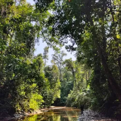 Dehing Patkai Wildlife Sanctuary - Tinsukia