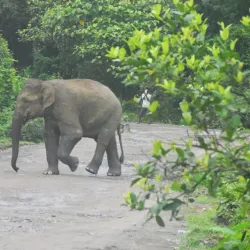 Dehing Patkai Wildlife Sanctuary - Tinsukia