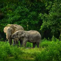 Dehing Patkai Wildlife Sanctuary - Tinsukia