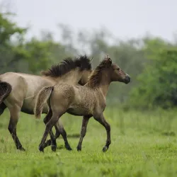 Dibru-Saikhowa National Park - Tinsukia