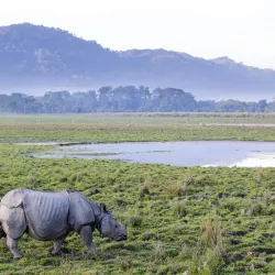 Dibru-Saikhowa National Park - Tinsukia