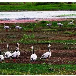 Dibru-Saikhowa National Park - Tinsukia