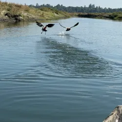 Dibru-Saikhowa National Park - Tinsukia