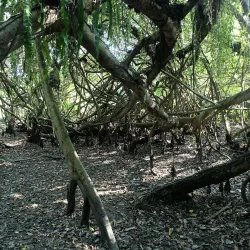 Dibru-Saikhowa National Park - Tinsukia
