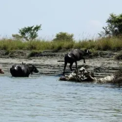 Dibru-Saikhowa National Park - Tinsukia