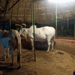 ISKCON Tirupati - Tirupati