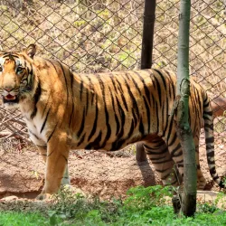 Sri Venkateswara Zoological Park - Tirupati
