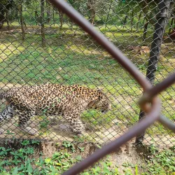 Sri Venkateswara Zoological Park - Tirupati
