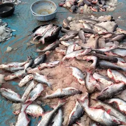 Tirupur Market - Tirupur (Tiruppur)