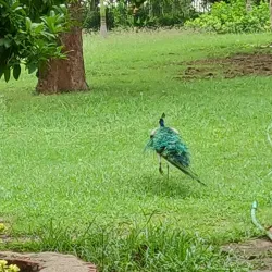 Maharaja Fateh Singh Museum - Vadodara