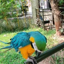 Sayaji Baug (Kamati Baug) - Vadodara