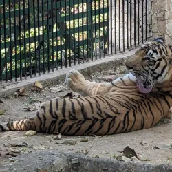 Sayaji Baug (Kamati Baug) - Vadodara