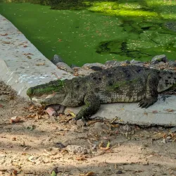 Sayaji Baug (Kamati Baug) - Vadodara