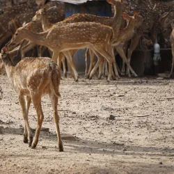 Amirthi Zoological Park - Vellore