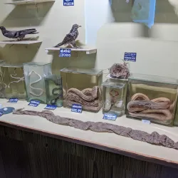 Vellore Government Museum - Vellore