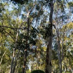 Yelagiri Hills - Vellore