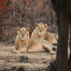 Gir National Park - Veraval