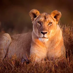 Gir National Park - Veraval